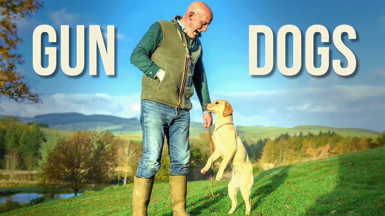 GUNDOG Training With A 6 Month Old Labrador