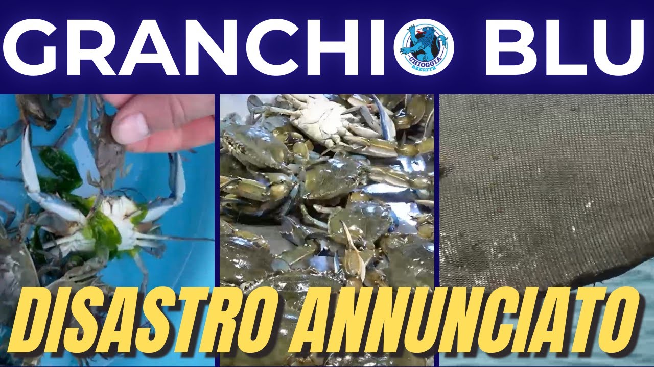 GRANCHIO BLU - SARÀ UN DISASTRO ANNUNCIATO?