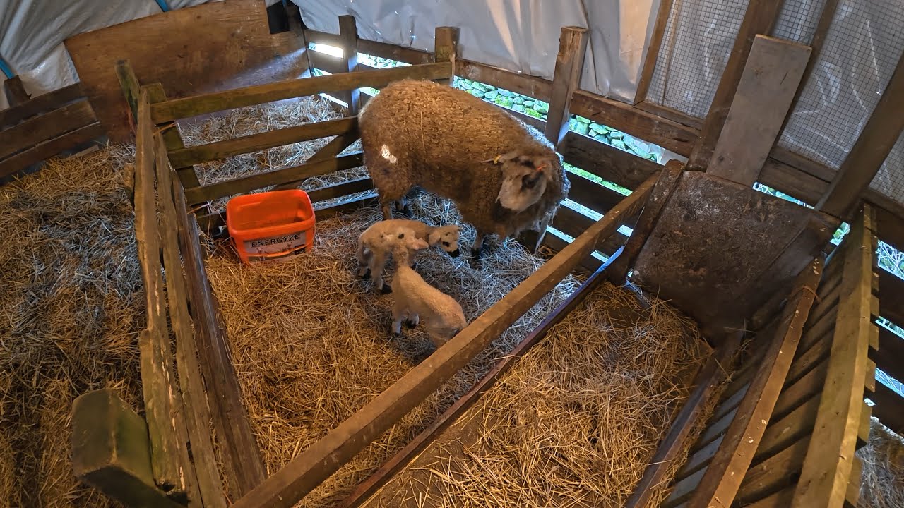 Ягнята Люси