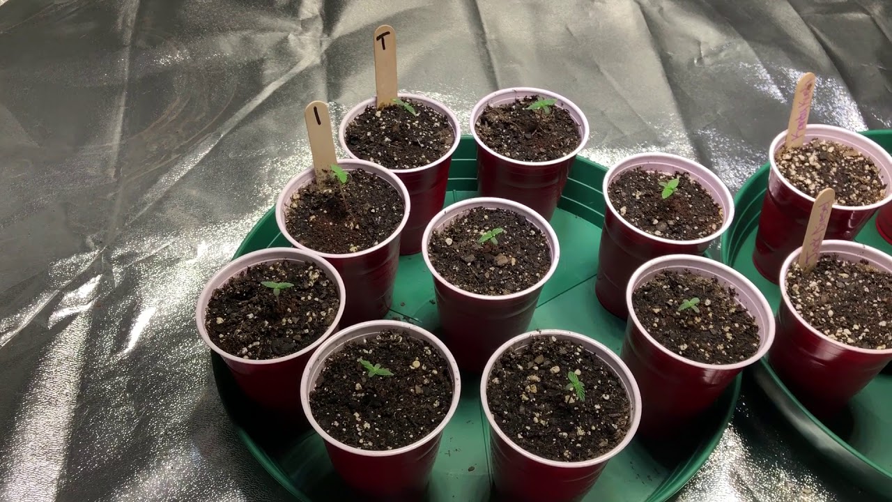 First video! Grow tent introduction! Auto Glueberry O.G.