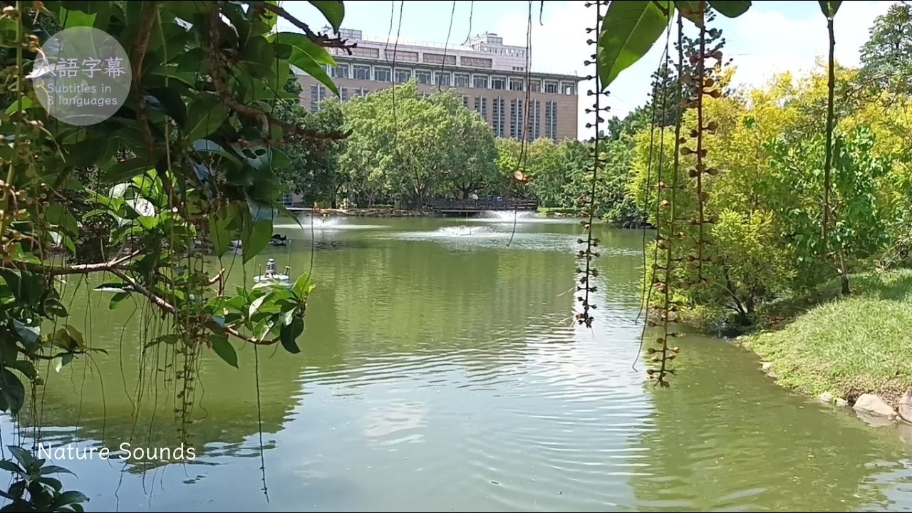 中興湖水岸・靜觀湖水｜Zhongxing Lake Waterfront｜Zi-Wei Plants