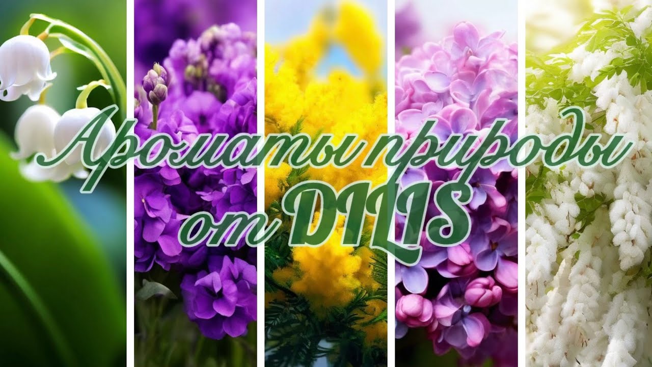 Ароматы природы от DILIS.