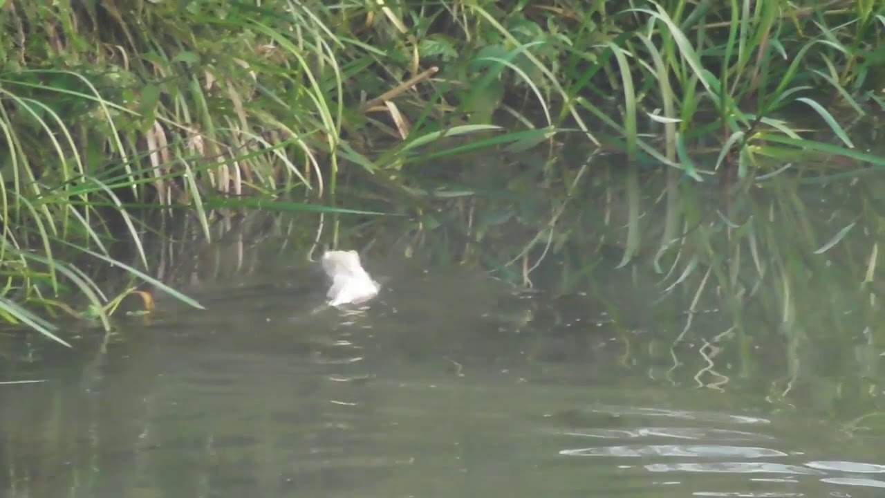 Vroege Vogels - Zwemmende wit zoogdier
