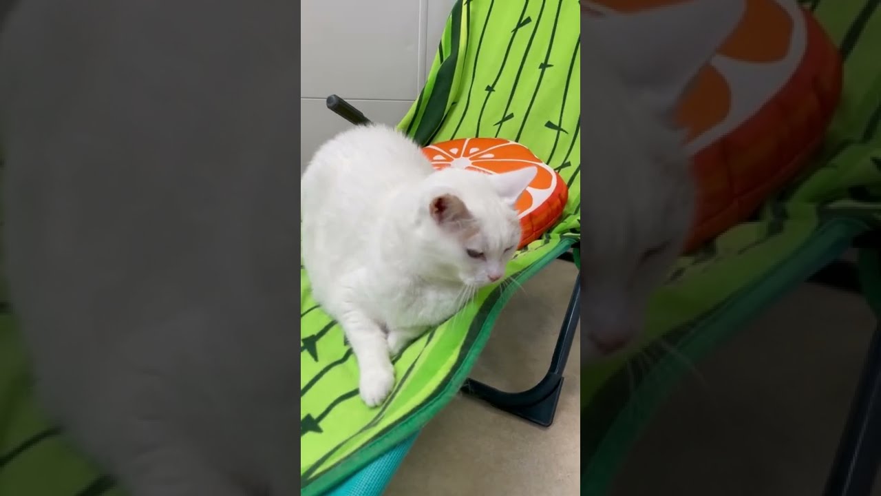 Visite d'une pension pour animaux à Nantes - Sous Mon Aile 🐾