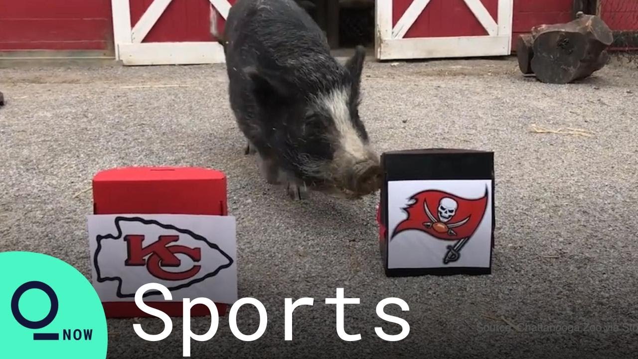 Zoo Animals Make Their Super Bowl 'Predictions'