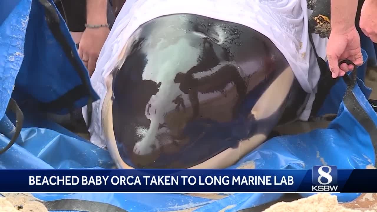 Baby orca dies after beaching at Carmel River State Beach