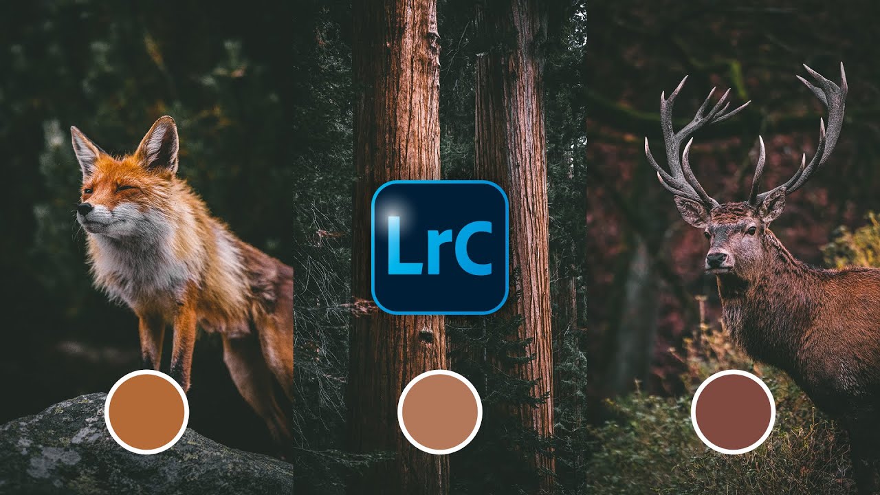 How To Edit A Rustic Autumn Faded Look Using Lightroom Classic