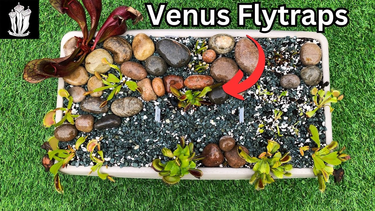 How To Build a Carnivorous Bog Garden