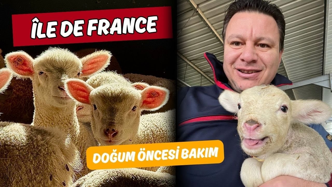 İle De France bakım ve beslemesi - İdeal Koyunculuk 2.Bölüm
