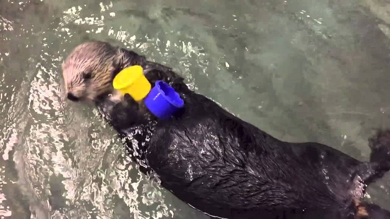 Otter stacking cups at the Aquarium of the Pacific