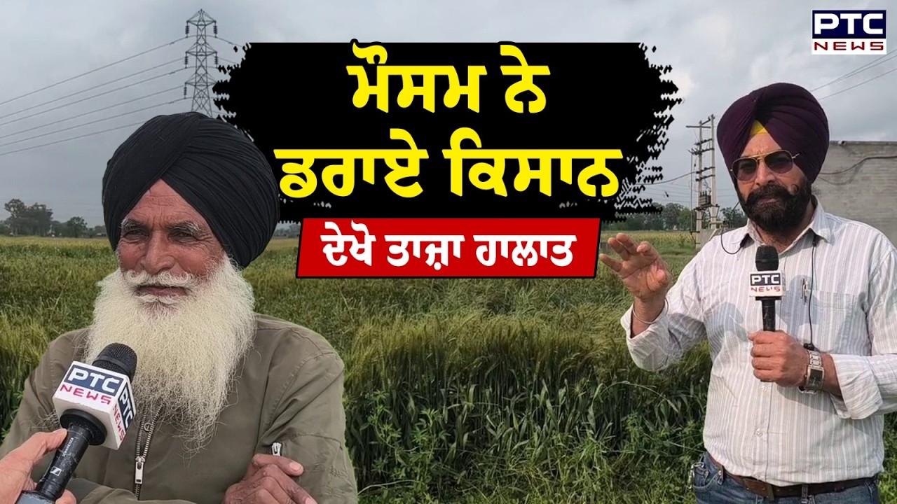 Sangrur Weather Update : ਮੌਸਮ ਨੇ ਡਰਾਏ ਕਿਸਾਨ, ਕਣਕ ਦੀ ਖੜੀ ਫਸਲ ਉੱਤੋਂ ਮੌਸਮ ਬੇਈਮਾਨ ! | Punjab Weather