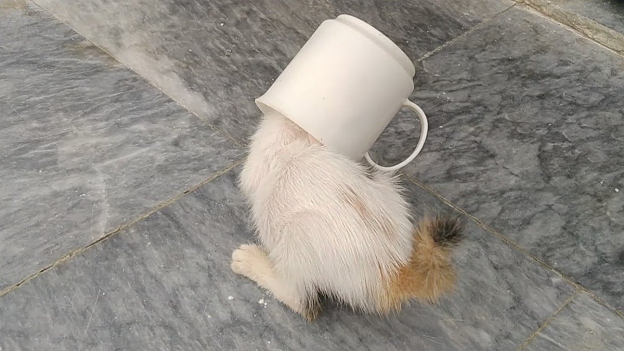 Hungry Rescue Kitten Gets Head Stuck in Milk Cup While Drinking