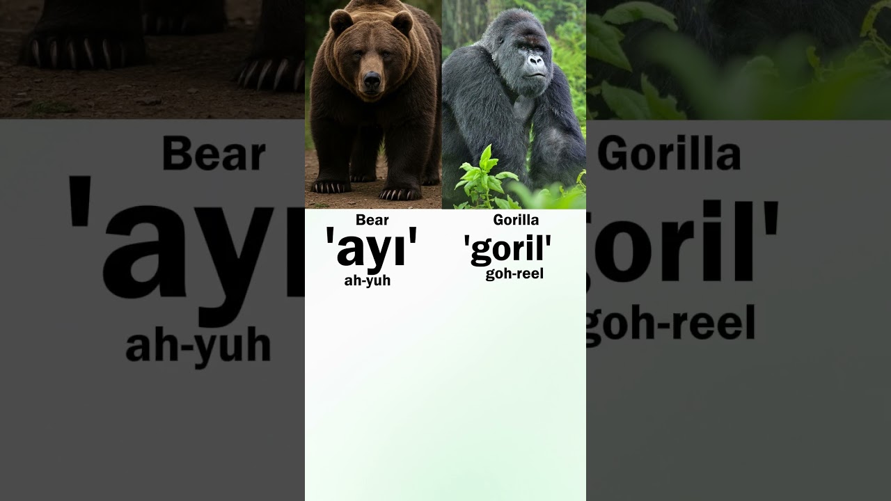 Names of Wild Animals in Turkish language. 