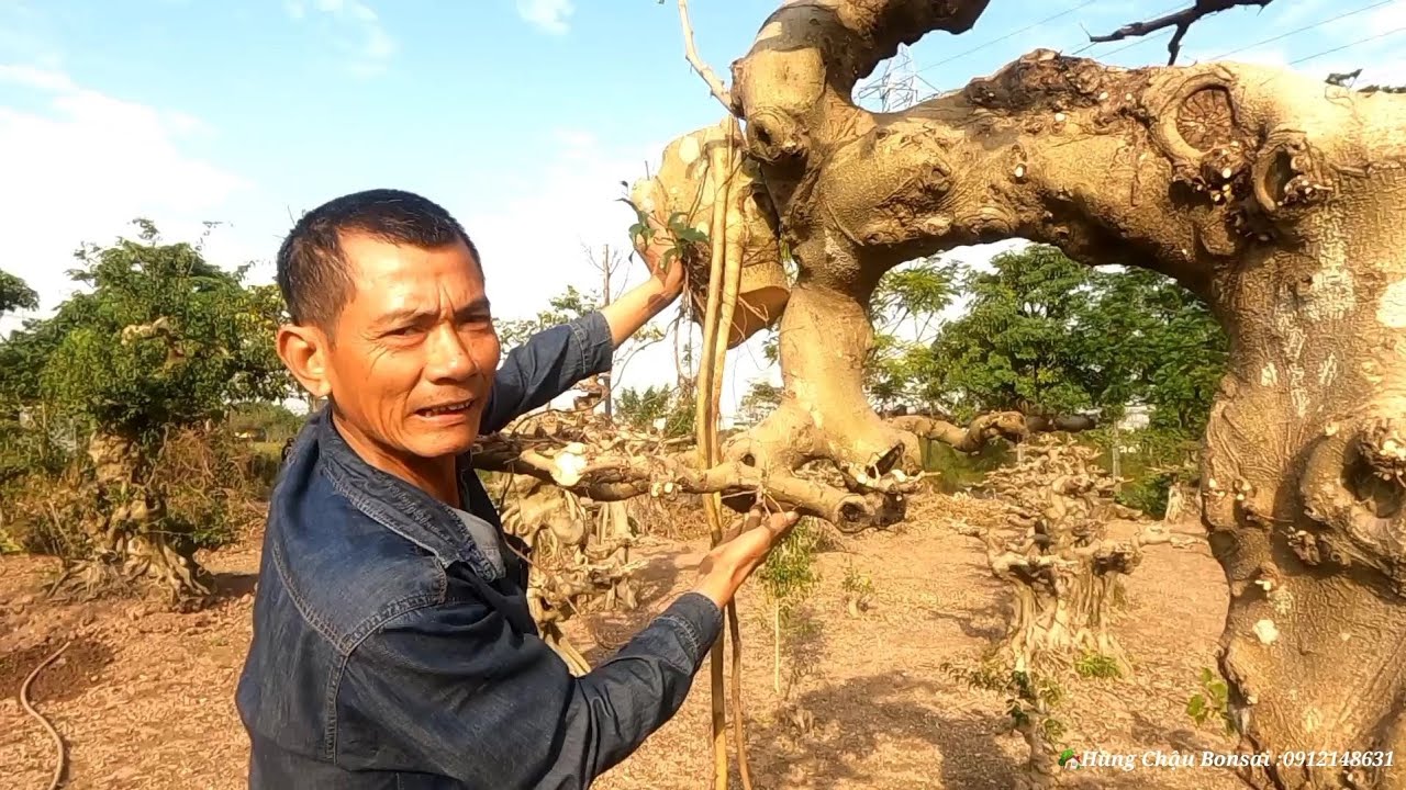Vườn cây đang hoàn thiện của nghệ nhân Hùng Chậu Nam định