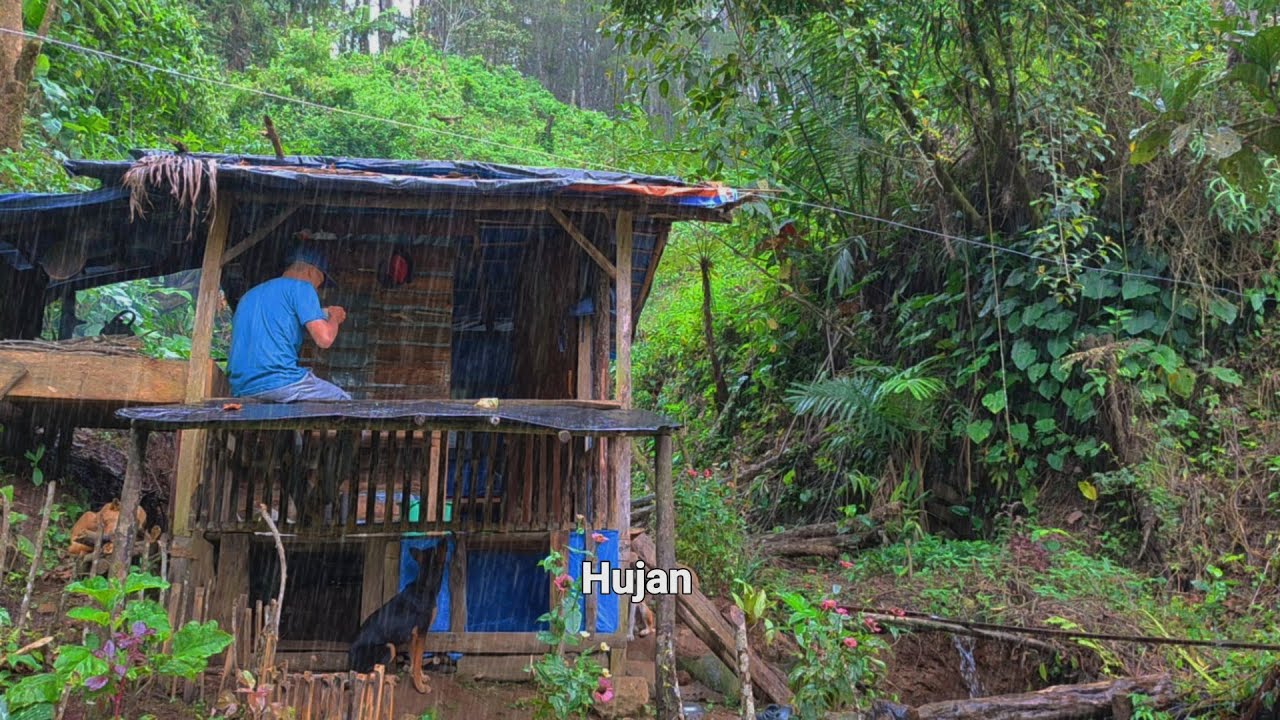Tinggal Di Hutan Di Pondok Kecil - Berkebun Mengurus Tanaman Kopi - Hujan Deras Setiap Hari