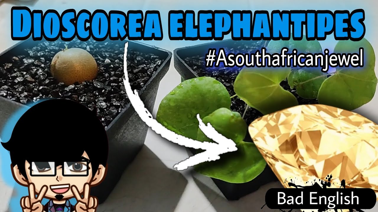 (ENG) DIOSCOREA ELEPHANTIPES: ALMOST ALL OF IT!!!