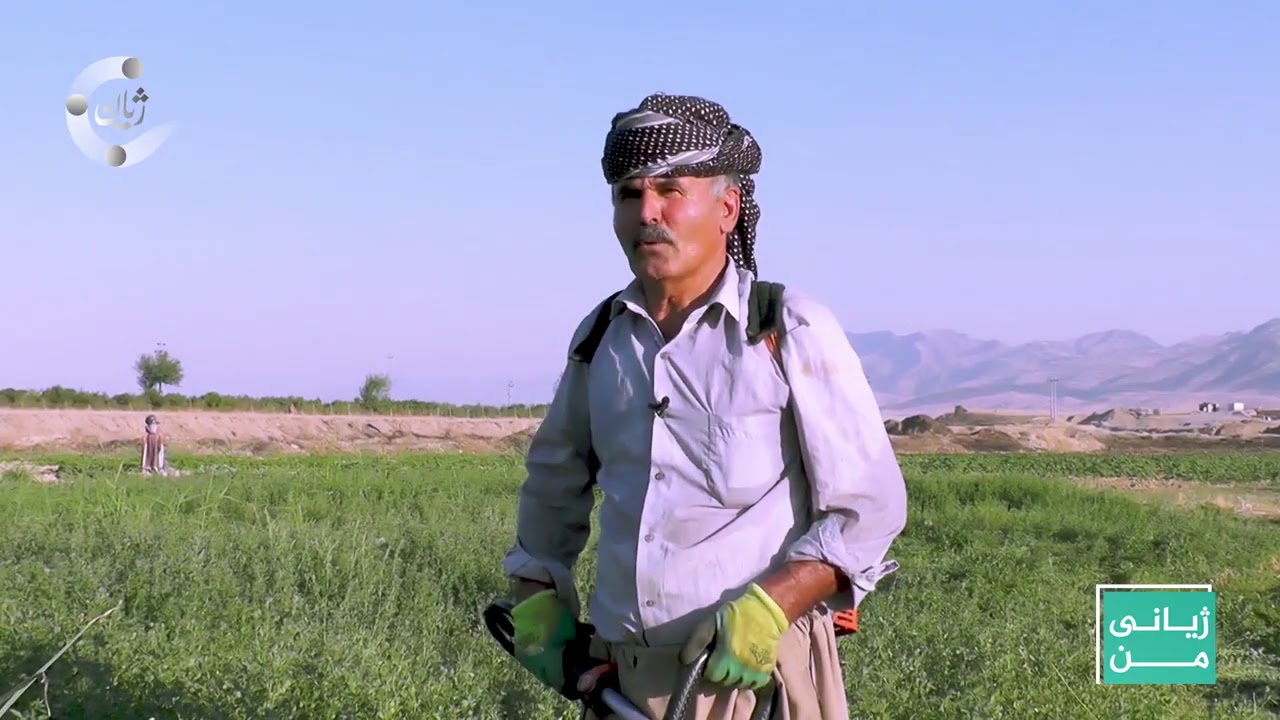 هاوڵاتییەک لە گوندی قەرەنی ئاغا ساڵانە وێنجە دەچێنێت