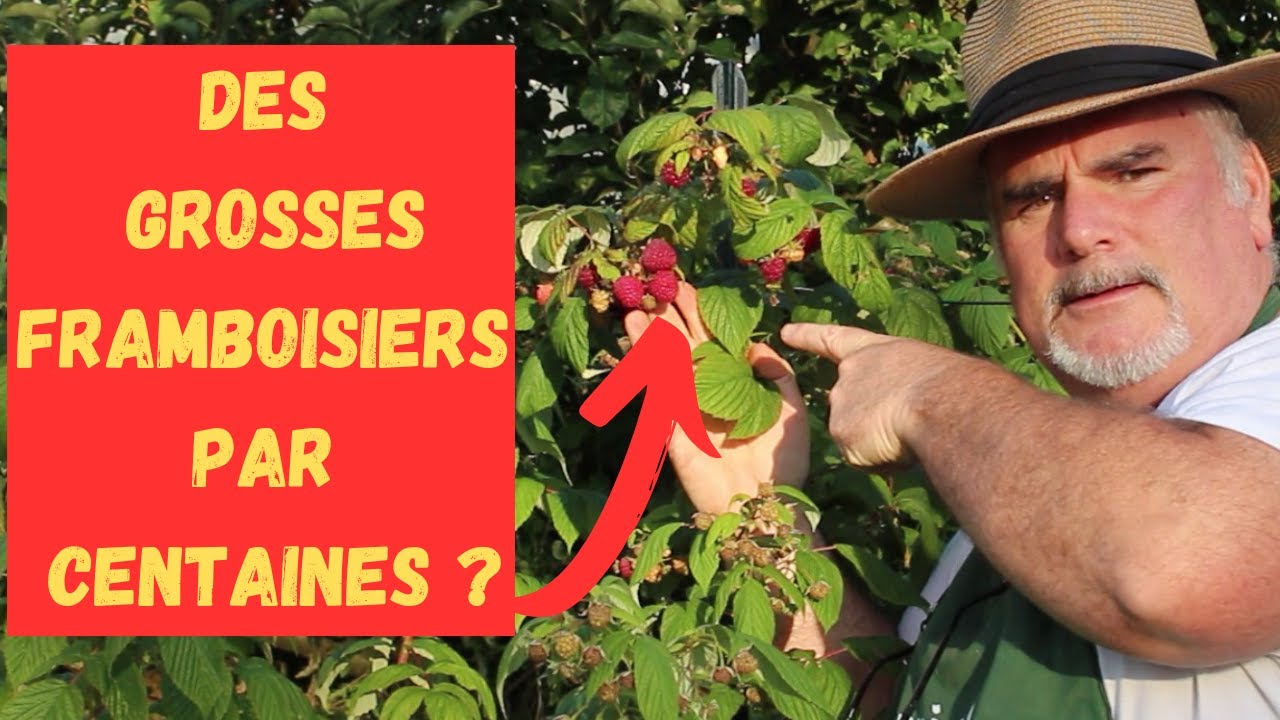 La technique pour avoir de grosses framboises + recette tartelette humm!!