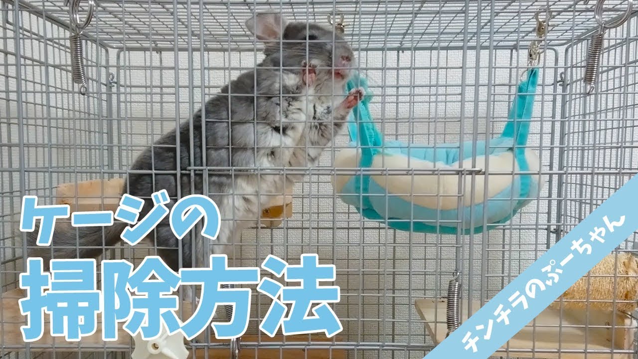 意外と簡単！毎日のチンチラケージのお掃除方法！