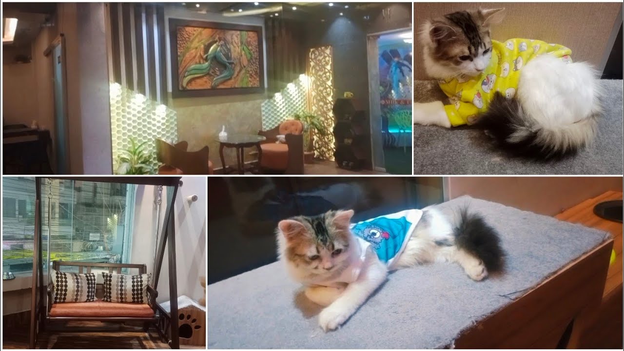 New Cat Cafe At Mirpur | Pallabi | Vlog 66 | Cook with Fensi