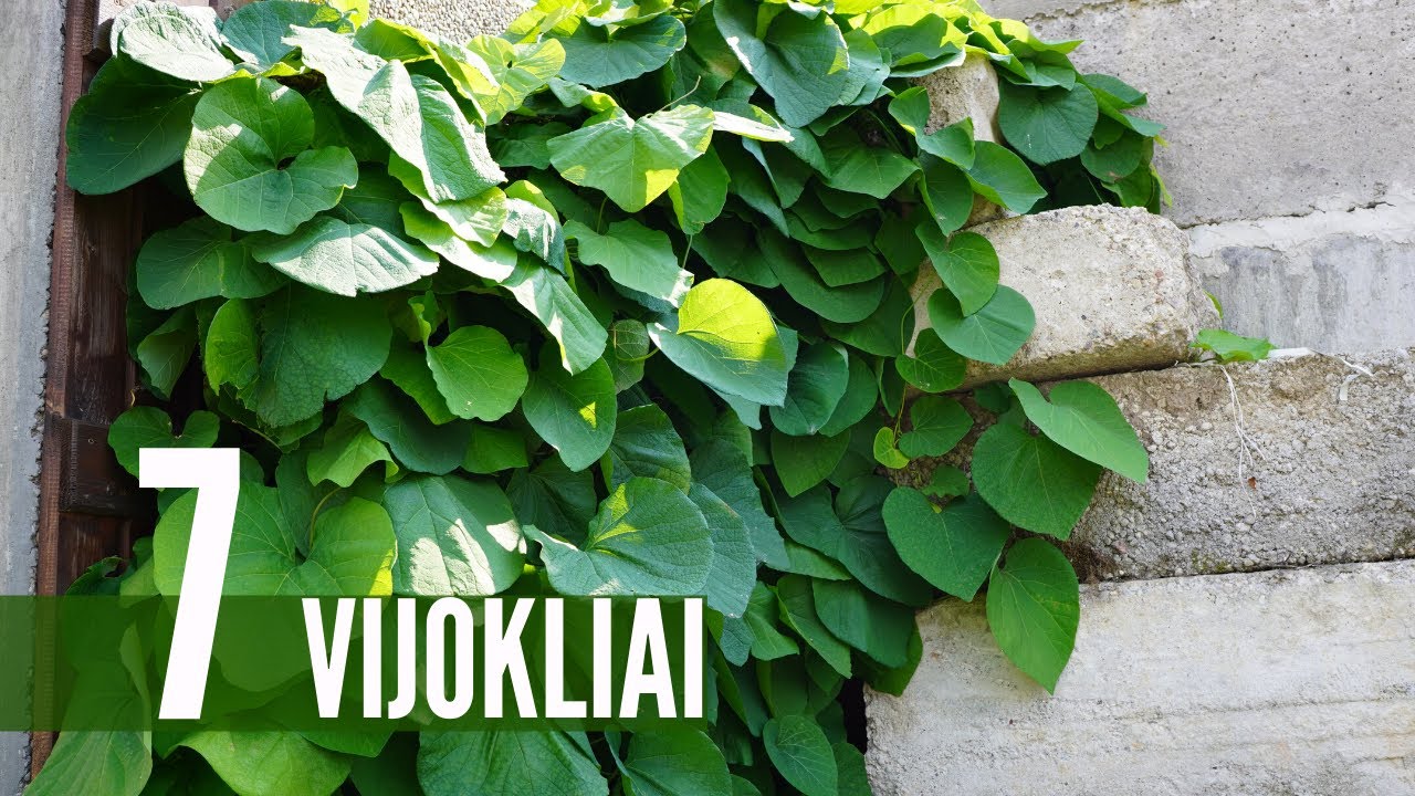 Apželdinimo idėjos: 7 vijokliai privatumui sukurti