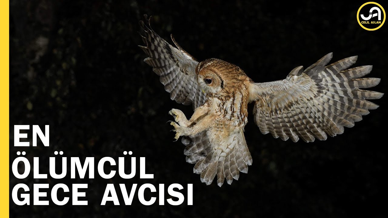 Baykuş: En &Ouml;l&uuml;mc&uuml;l Gece Avcısı | Gecenin Efendisi