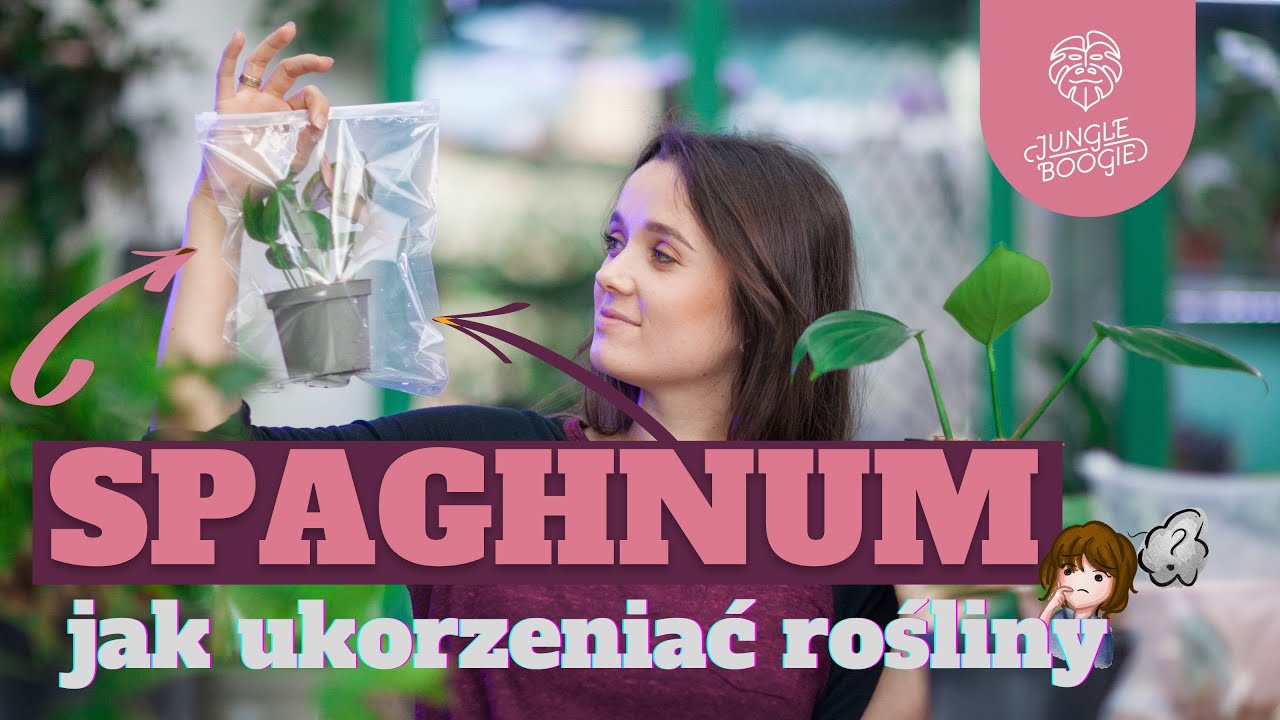 NAJBEZPIECZNIEJSZA METODA UKORZENIANIA ROŚLIN! Ukorzenianie ogryzków i sadzonek w mchu sphagnum