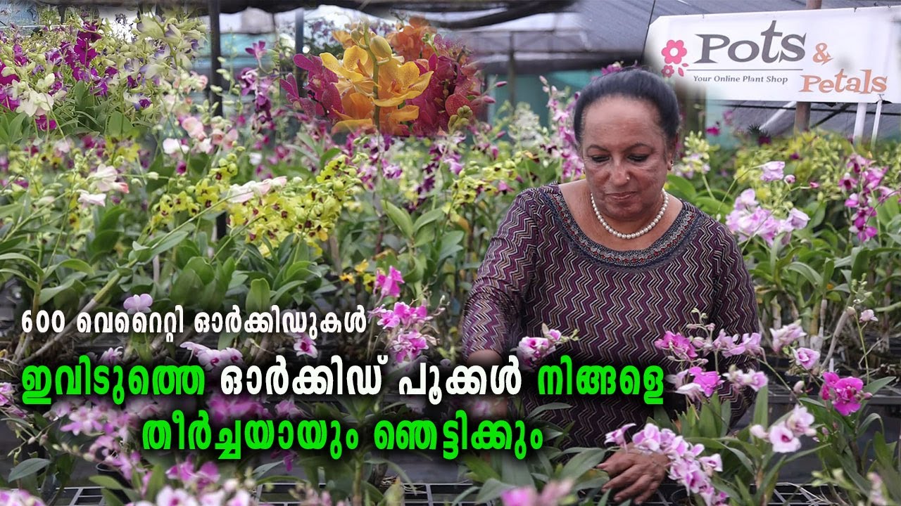 ഇത്രയും ഓർക്കിഡ് പൂക്കൾ കേരളത്തിലോ ?? Amazing Orchid Garden Kerala I Pots And Petals Orchid Farm