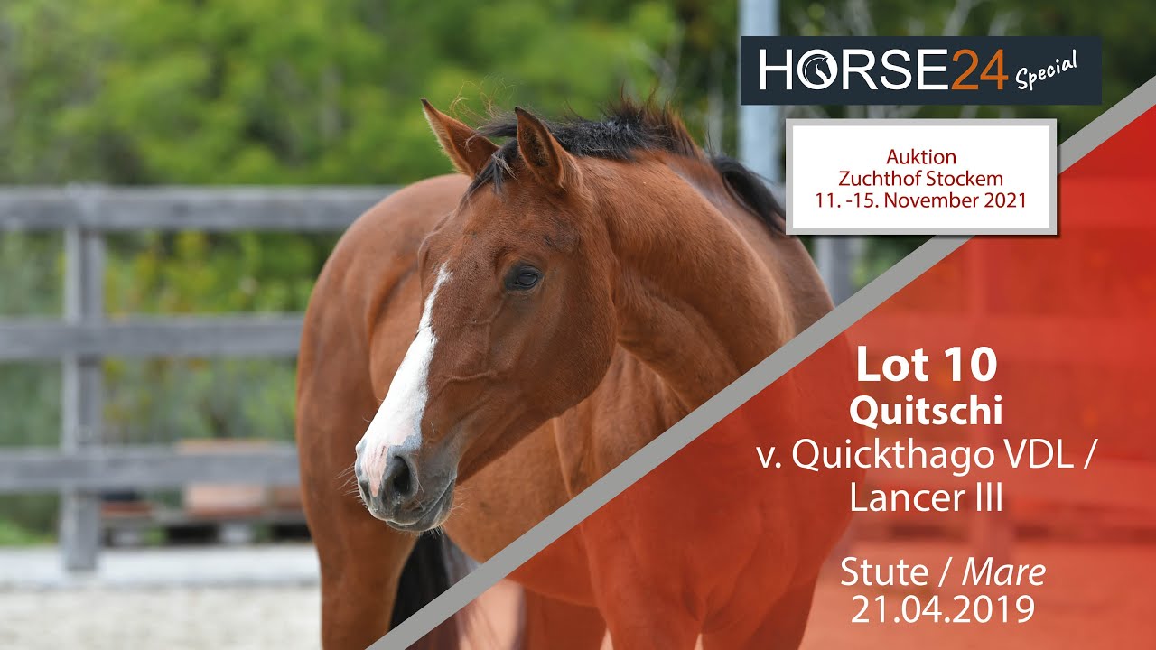 Horse24 Special - Auktion Zuchthof Stockem: Lot 10 Quitschi Stute v. Quickthago VDL - Lancer III