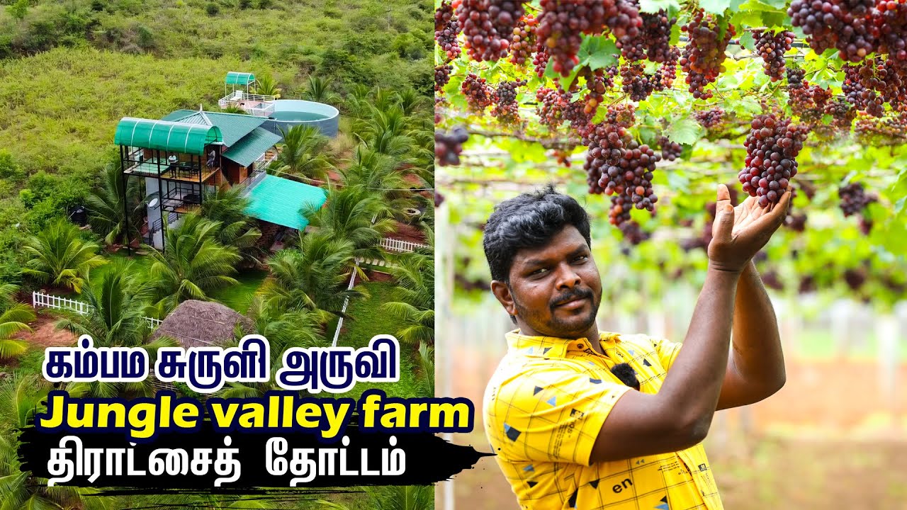 Cumbum Grapes Farm Visit I Suruli Falls Trip I  I Jungle Valley Farms I Village Database