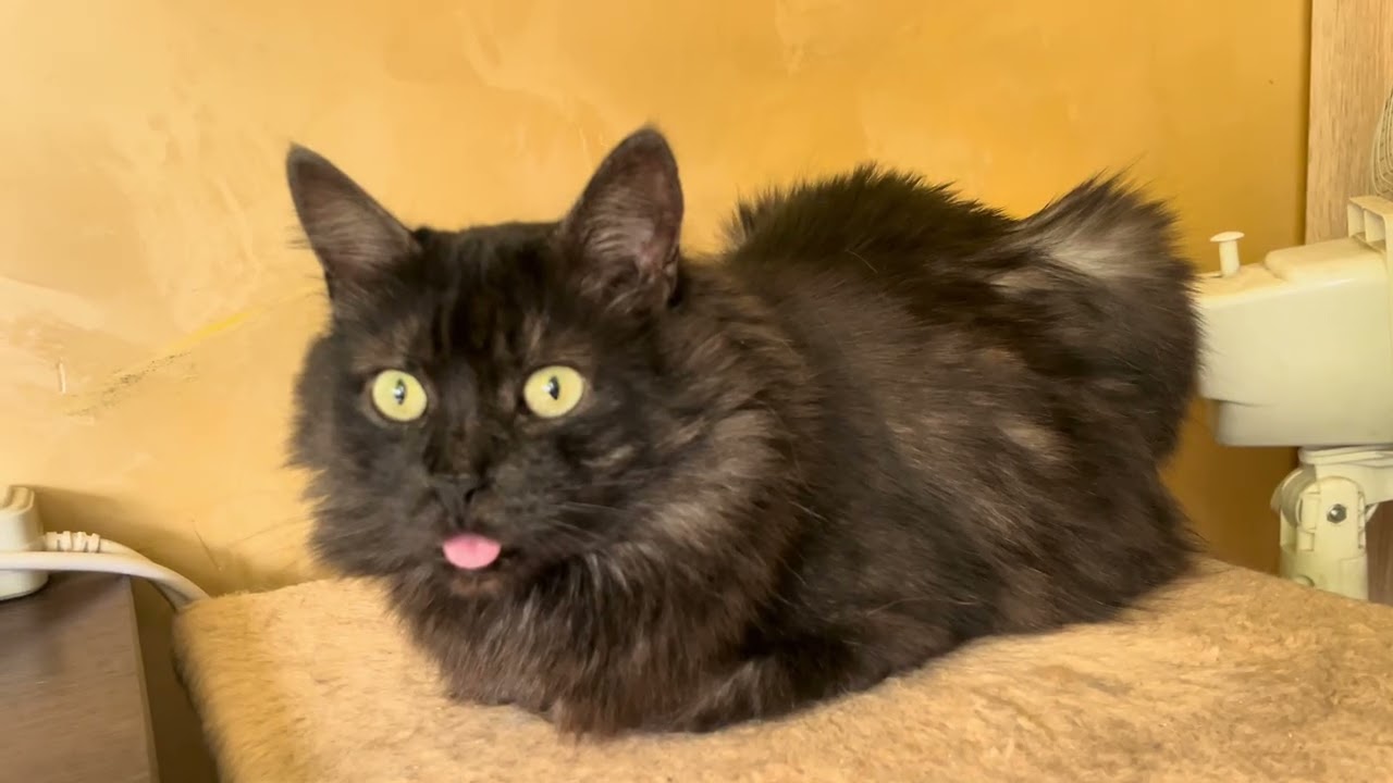 Relax. Cat TV for Cats. Cute Cat video for relaxation and good vibes. Sweet Cat video 4K for relax 
