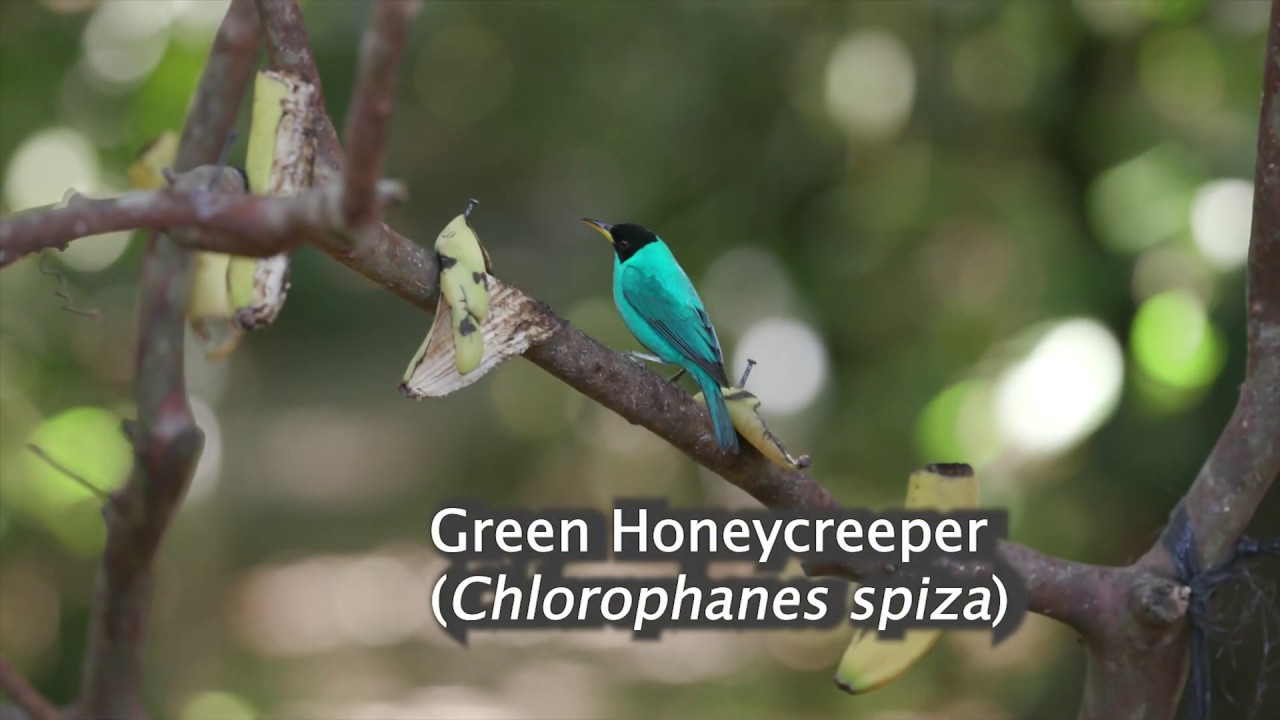Honeycreepers of Pierella Ecological Garden