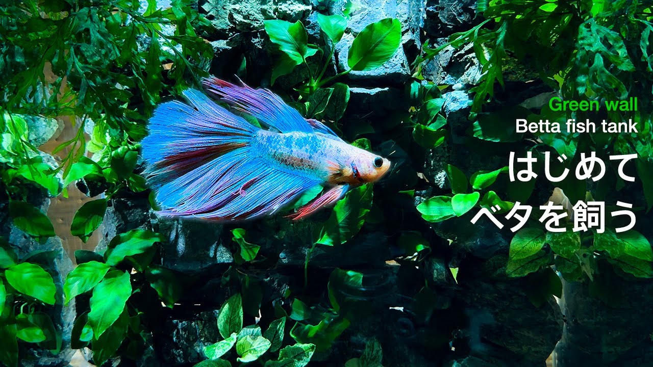 一目惚れしたベタを飼う。水草栽植〜生体導入まで【アクアリウム】
