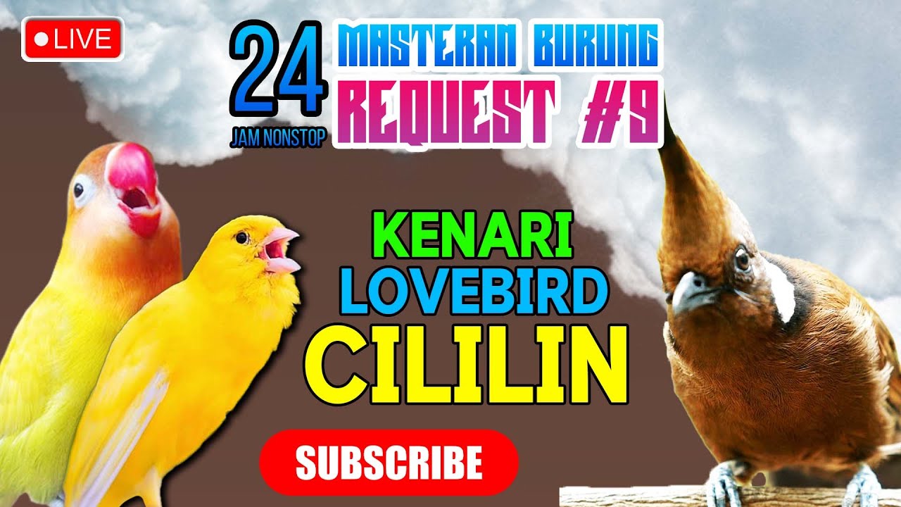 #9 MASTERAN TEMBAKAN KENARI LOVEBIRD CILILIN - MATERI LOMBA JERNIH ‼️