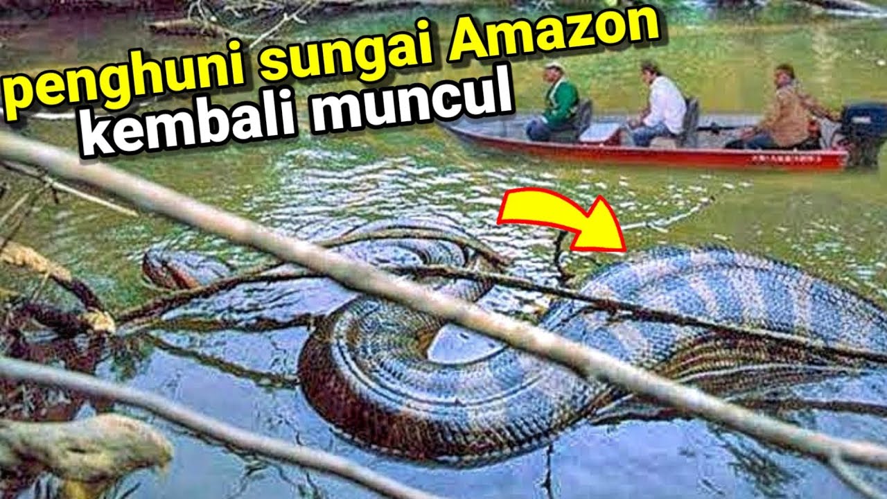 tak terkalahkan ukurannya.!!! inilah ular terbesar di dunia yang terekam oleh  kamera...