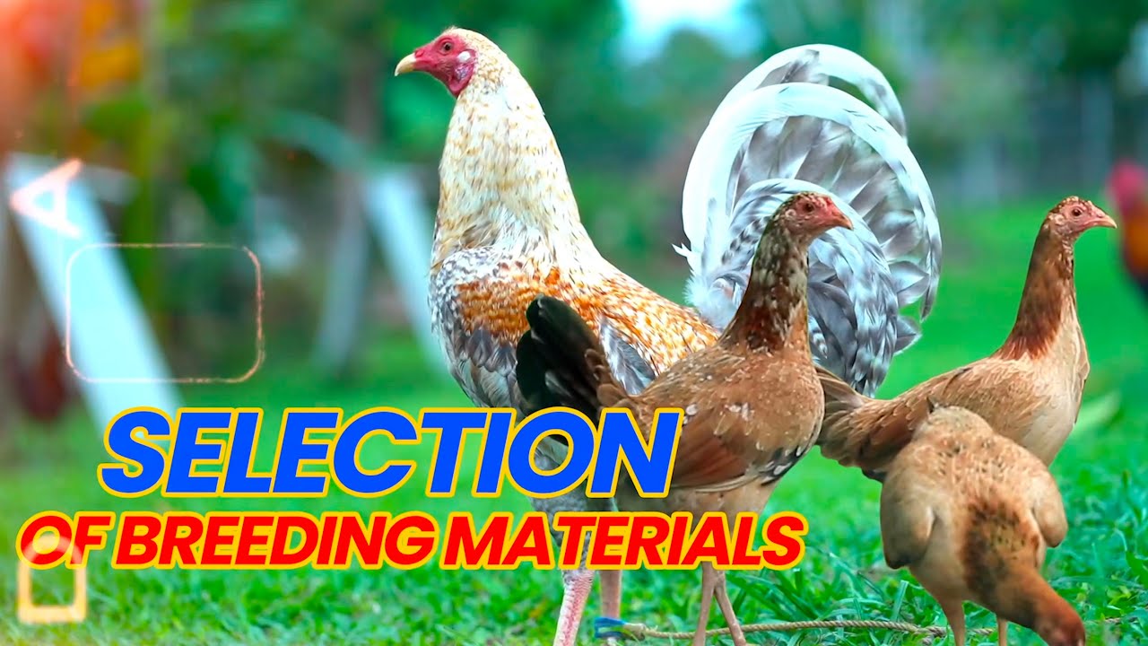 NOKMAPH - VET NI JUAN - SELECTION OF BREEDING MATERIALS