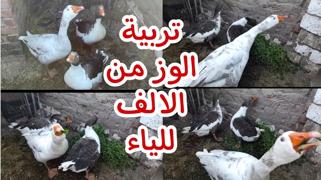 تربية الوز من الالف للياء وبالاسعار بصوت صاحب قناة يومياتي في مزرعتي