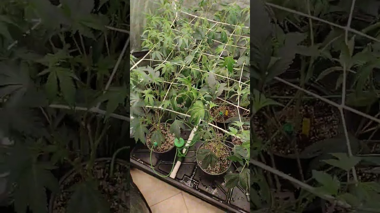 7 EPIC STRAINS 4x4 Start of Flower!!!