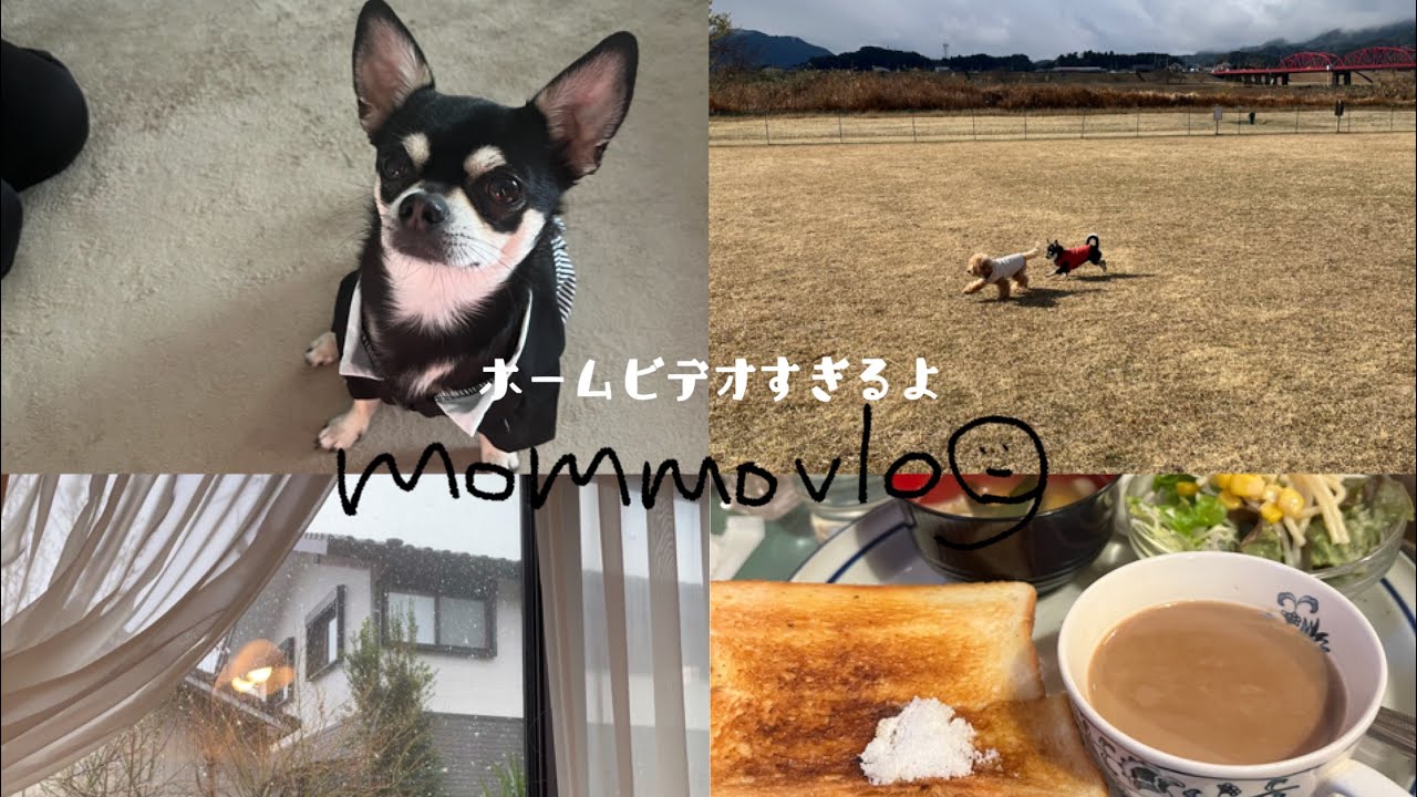 2026𓃗🎍年末年始のホームビデオvlog☕️実家で過ごす9連休🐕毎日ドックランへ行き、遊び、食べ、寝る😴