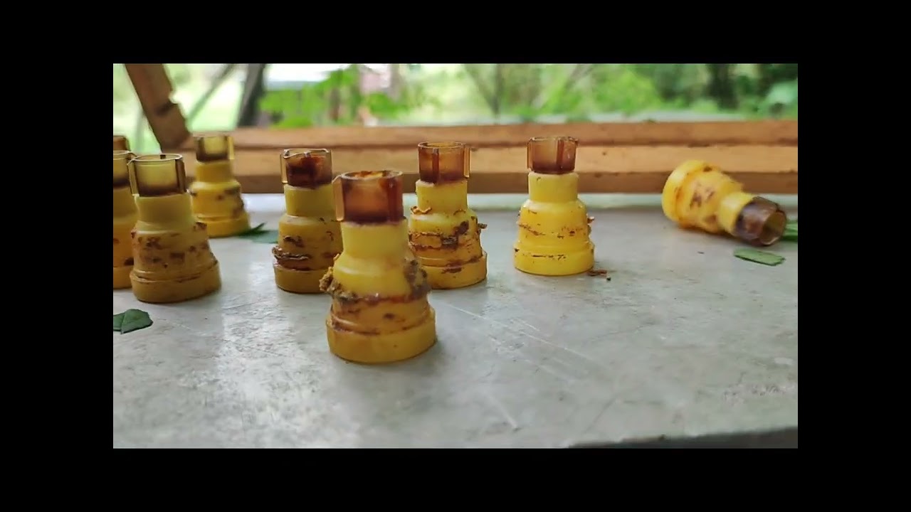 Uzgoj matica-provjerena praksa na našem pčelinjaku