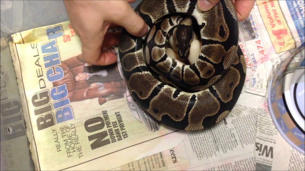 Infertile Ball Python Clutch