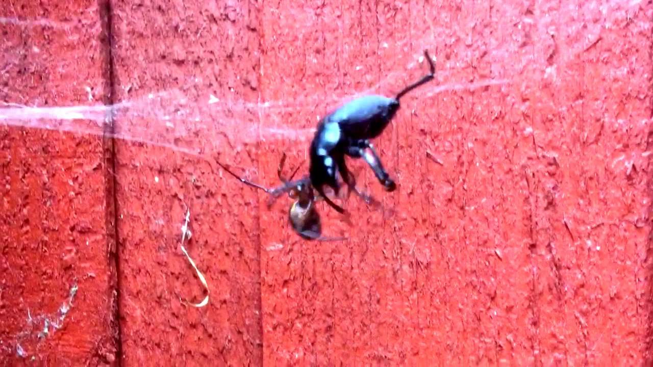 Widow Spider Vs. HUGE Beetle 3x it's size! (False Widow)