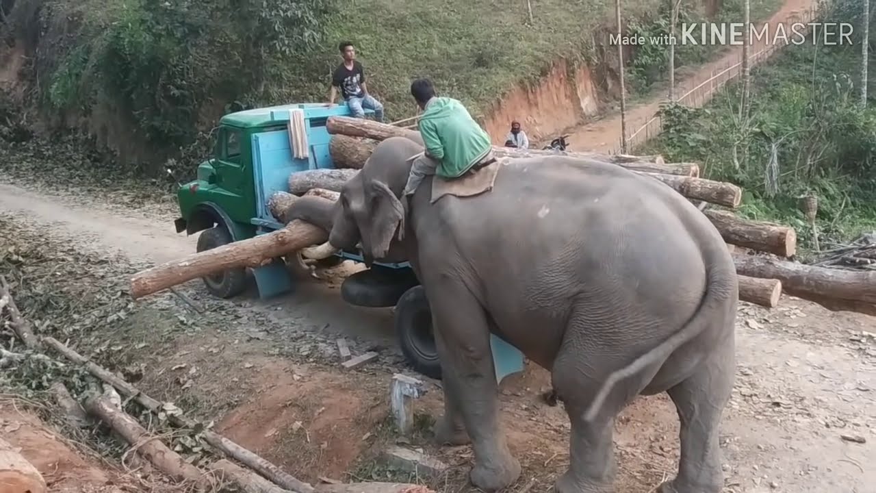 Incredible power an Elephant loading logs all by himself