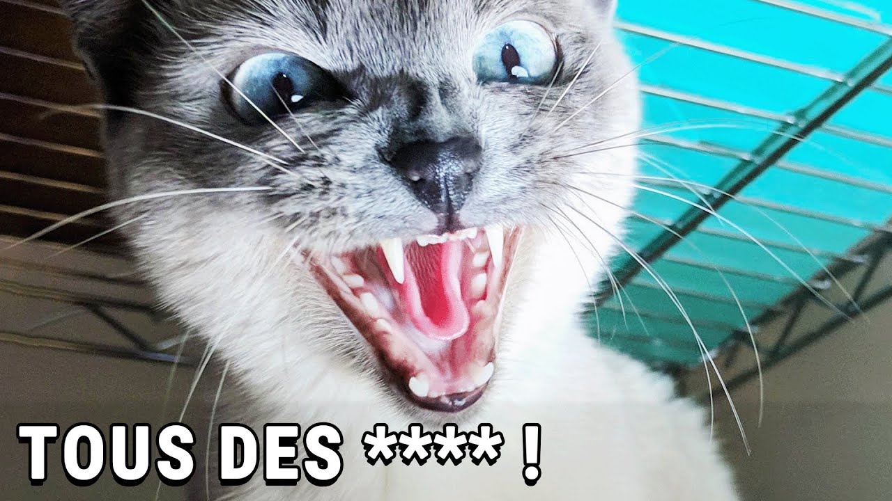 Je Balance TOUT sur vos Animaux Préférés ! (vous allez pleurer)