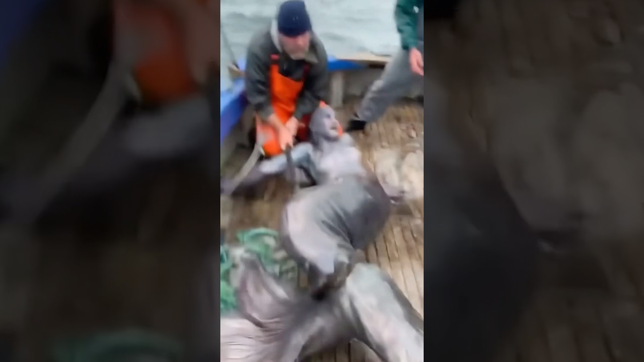 Fishermen Catch What Looks Like a Real Mermaid in the North Atlantic! Real or Something Else?