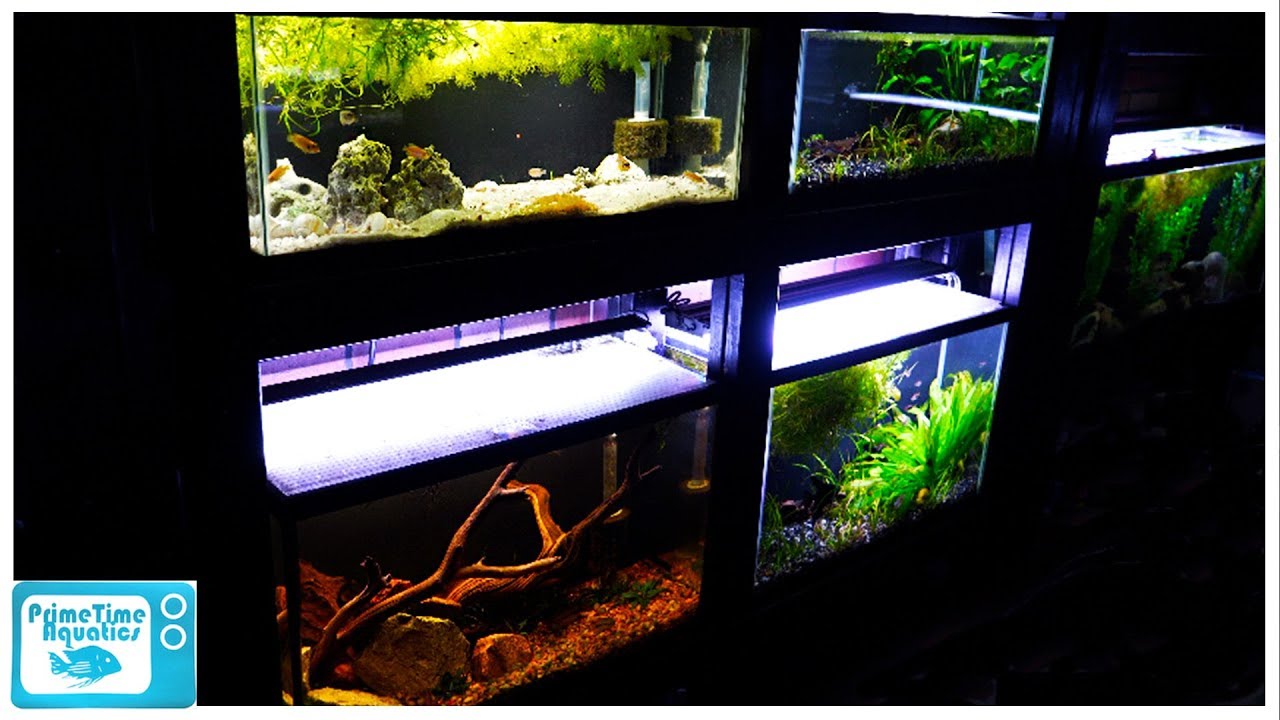 29 Gallon Aquarium Pros and Cons: Should You Buy a 29 Gallon Fish Tank?