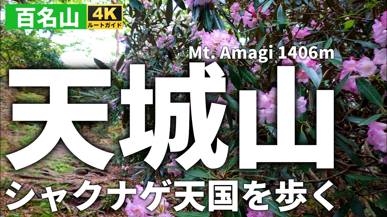 【徹底解説】シャクナゲ満開の天城山を歩く【天城高原より万二郎岳・万三郎岳周回シャクナゲコース】Course Guide of Mt.Amagi.