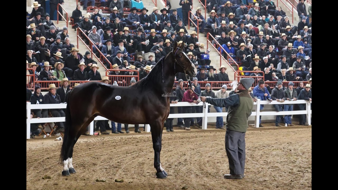 2026 PA Harness Horse Sale (Day 1)