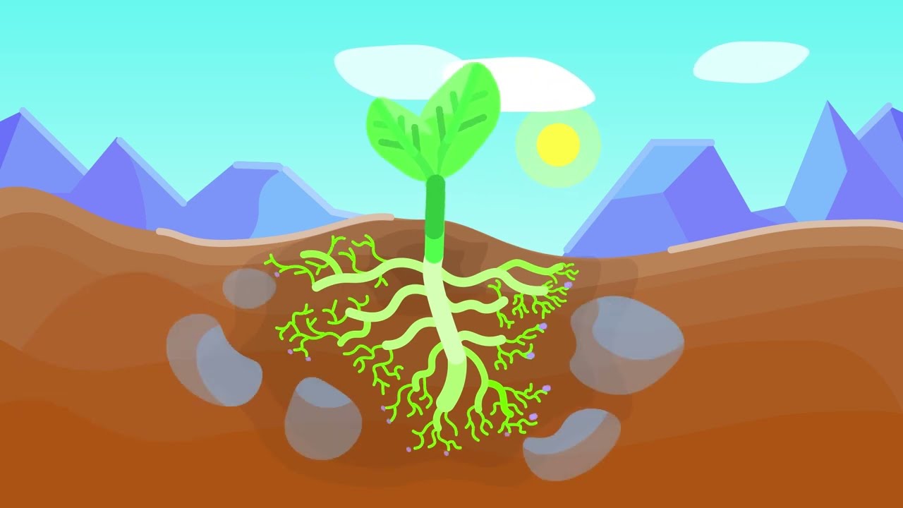 How plants ABSORB WATER