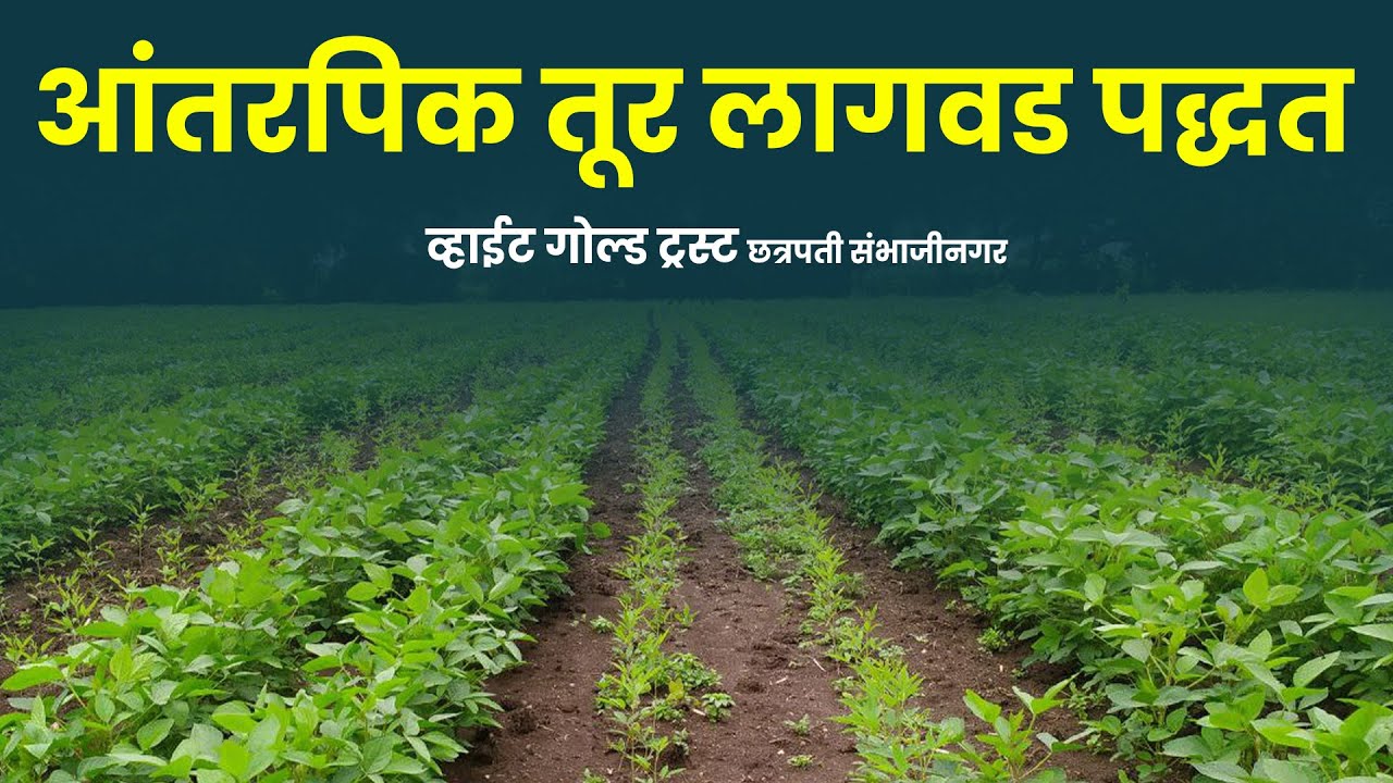 आंतरपिक तूर लागवड पद्धत । श्री गजानन जाधव सर #शेती #पेरणी #सोयाबीन #तूर #कापूस #sheti #agriculture